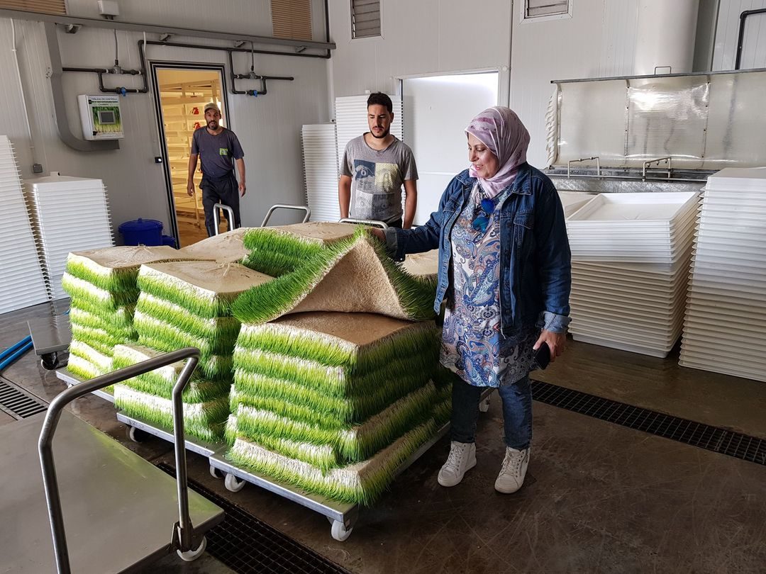 جولة على محطة استنبات الشعير